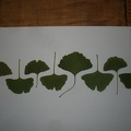 Ginkgo Leaves