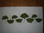 Ginkgo Leaves