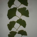 Ginkgo Leaves