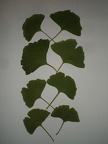 Ginkgo Leaves