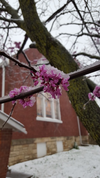 Snowy Easter Morning