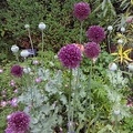 Leeks & Poppies