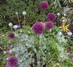 Leeks & Poppies