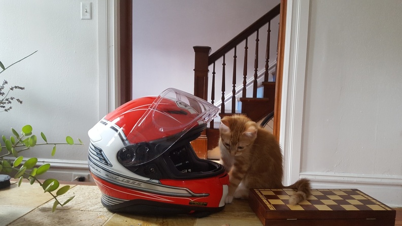 Room came with free kitten! Chief was a few weeks old, full of vim and vigor and then conked out curled up against me and slept all night. He was this close to being catnapped.
Here he is exploring my helmet. 2016-06-04 17.36.21.jpg