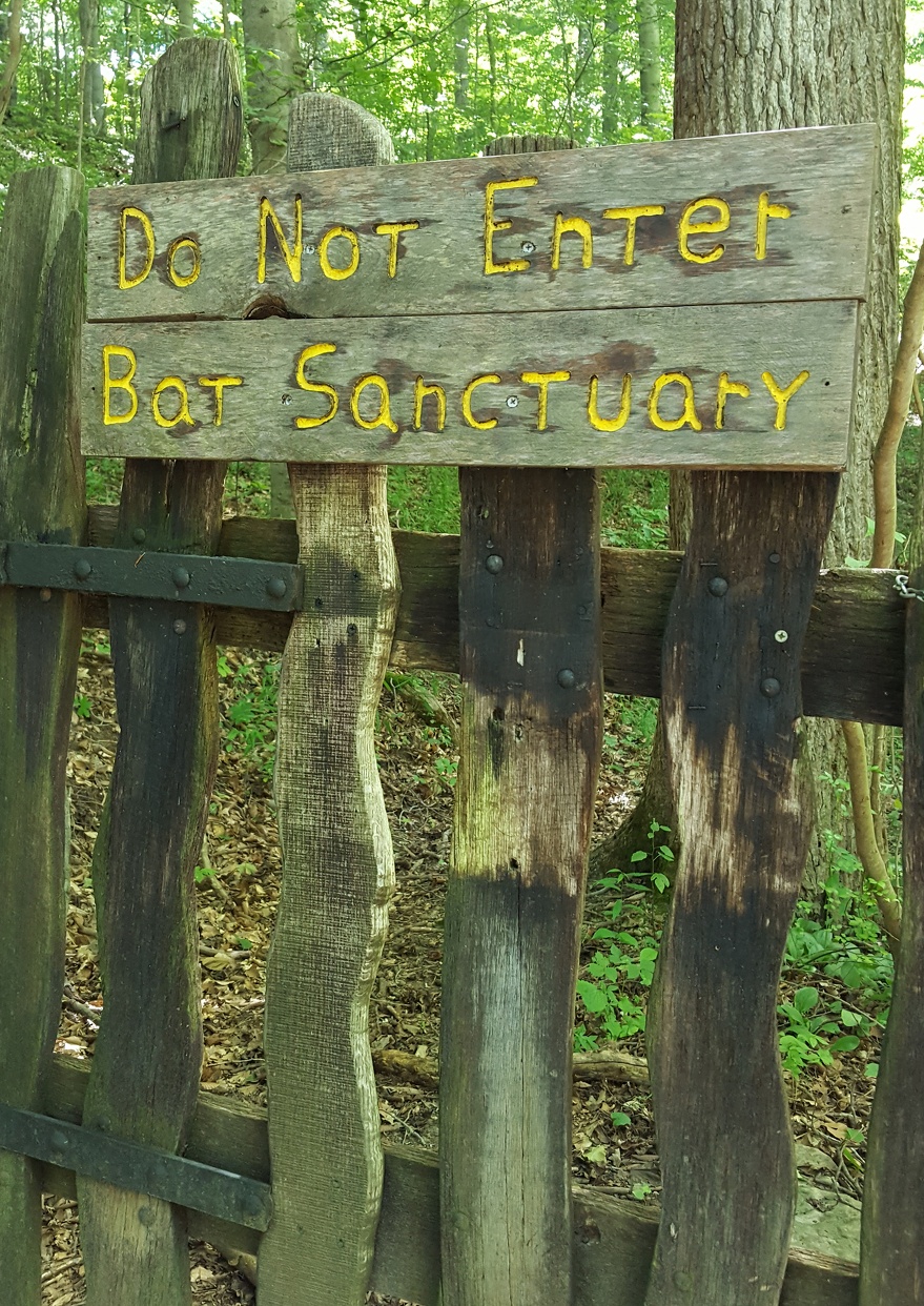 Bat Sanctuary