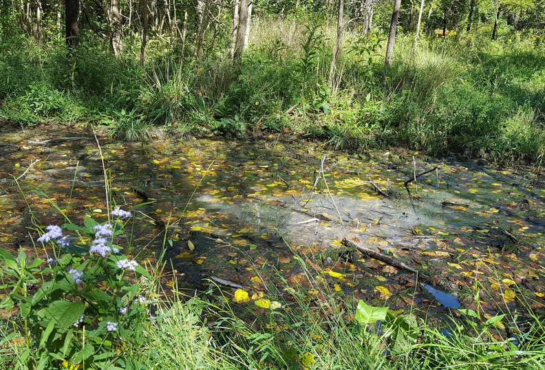 Touted for their medicinal value, unless you're a clumsy megafauna. In which case the waters are praised more for their preservative value. 2016-09-11 11.19.29 crop.jpg