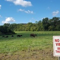 Blind Bison