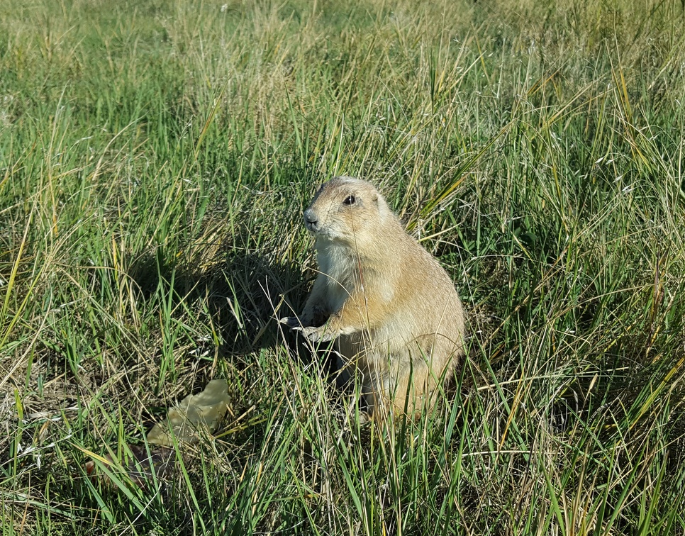 Robert's Prairie Dog Town