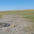 Robert's Prairie Dog Town
