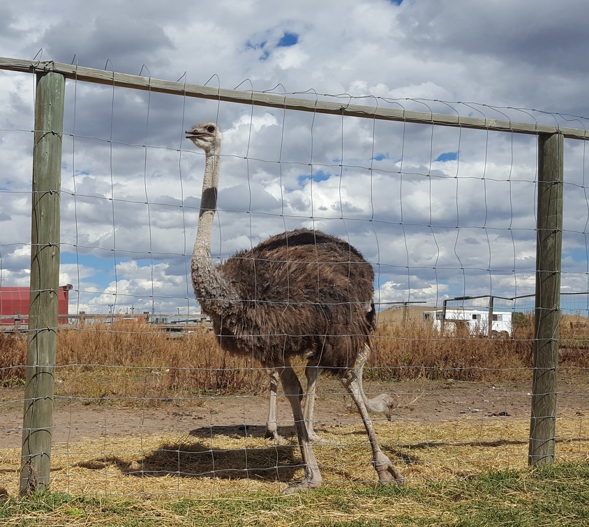 Ostrich