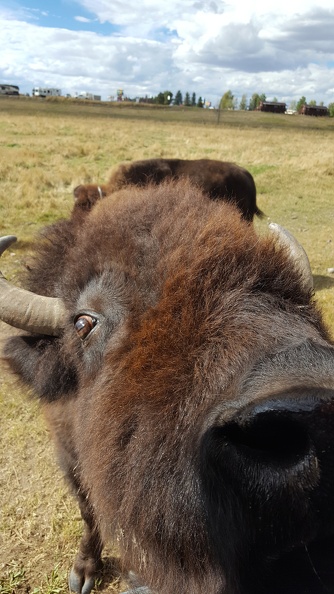 Terry Bison Ranch