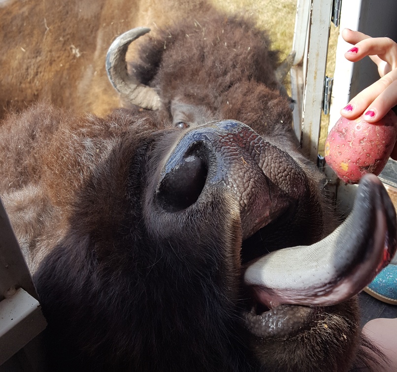 Terry Bison Ranch