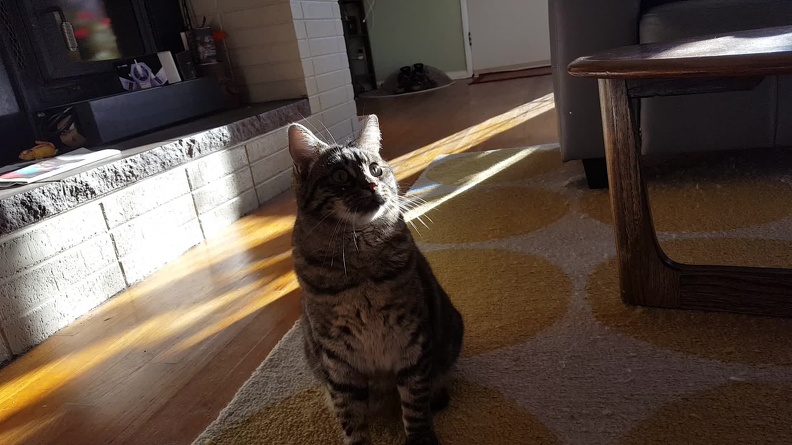 I don't know how they taught her this, but she's a huge fan of fetch with this one particular mouse. 2016-10-05 14.33.47.mp4