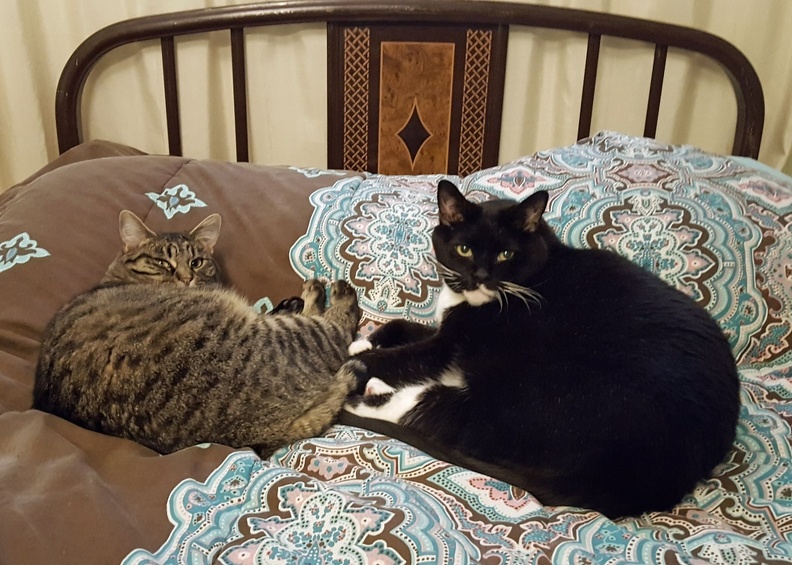 We know you're allergic to us so we tried to sleep on your pillow but some inconsiderate human pulled the covers up again. 2016-10-12 08.53.54 crop.jpg