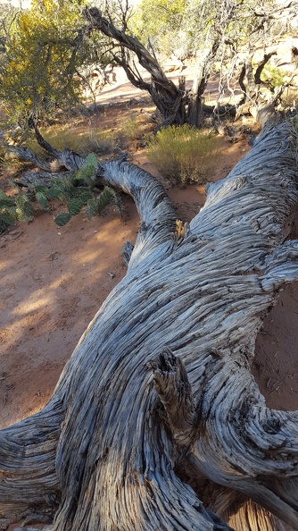Fallen Desert Tree