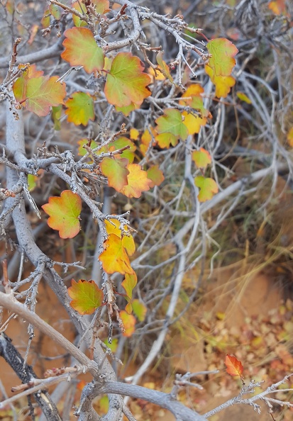 Autumn in Miniature.