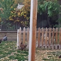Yard Chickens!