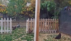 Yard Chickens!