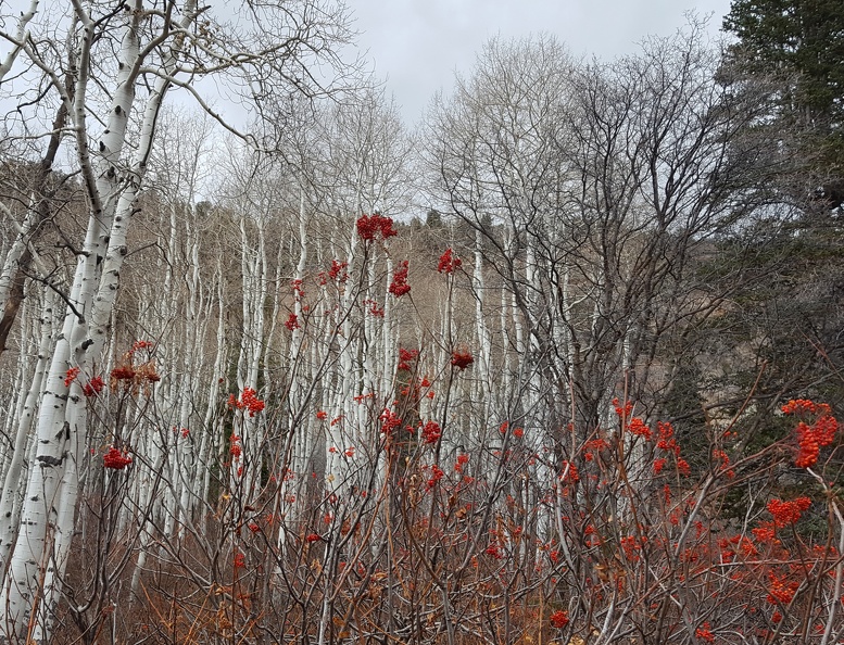 Lake Blanche Trail