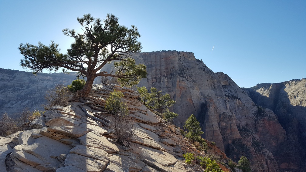 Angel's Landing trail