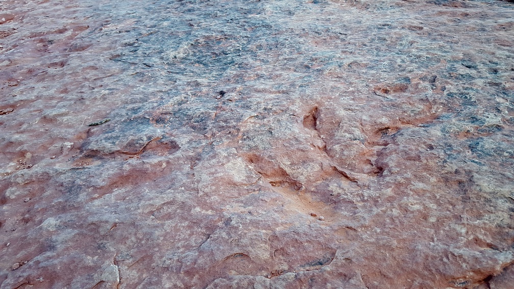 DINOSAUR TRACKS!!!
