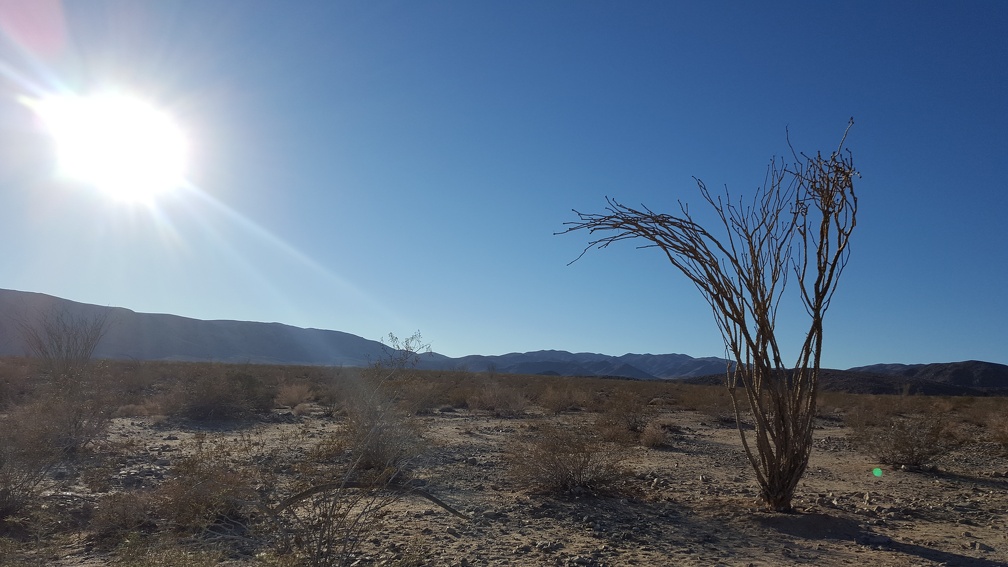 Ocotillo