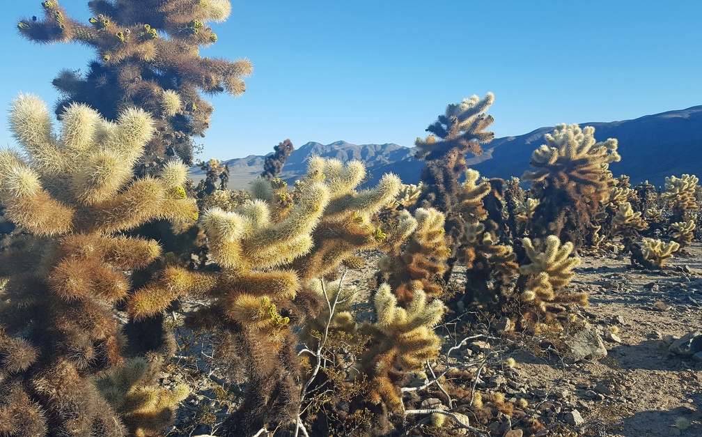 Cholla! Cholla! Cholla!