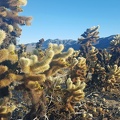 CHOLLA!