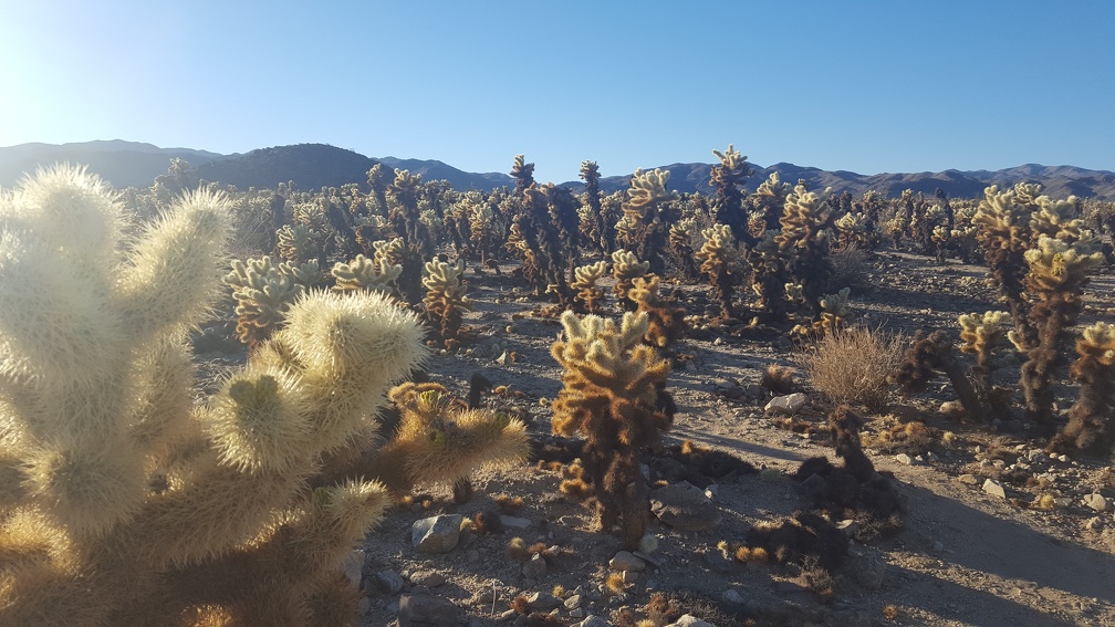 Cholla Garden