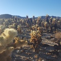 Cholla Garden