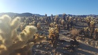 Cholla Garden