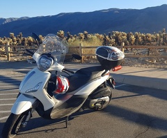 Scooter Warily Eyes the Cholla