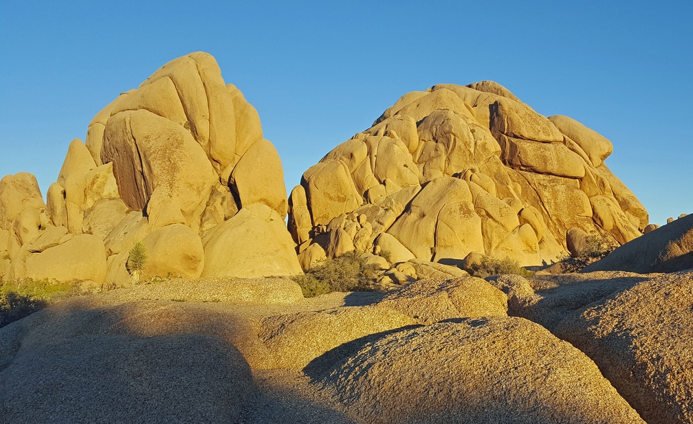 Joshua Tree