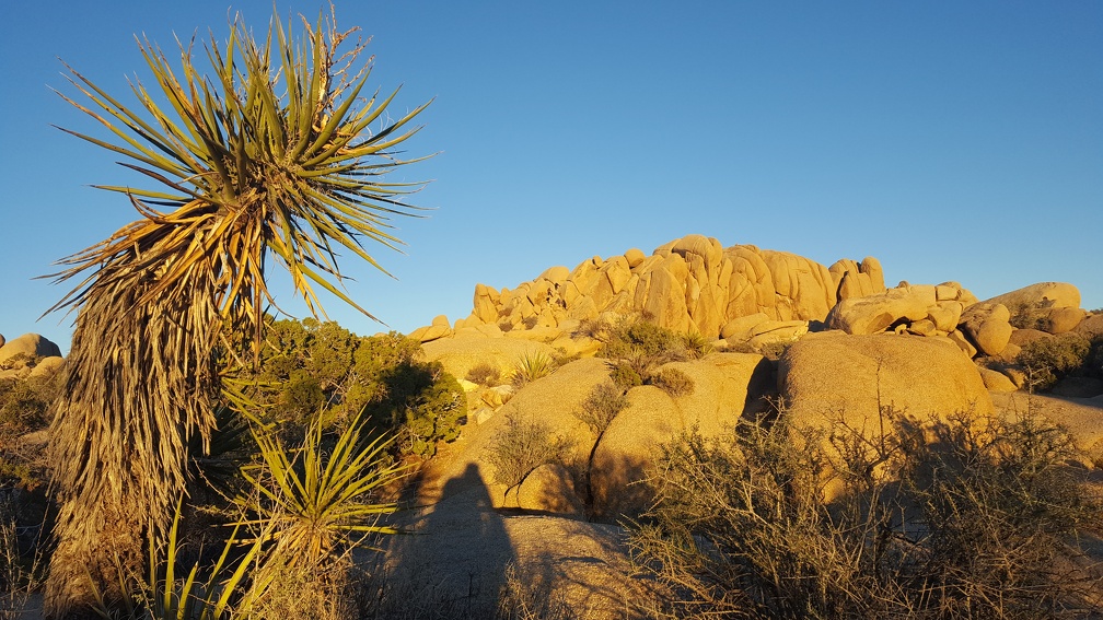 Yucca!