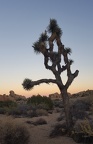 Joshua Tree