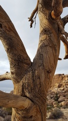 Tree Tattoos