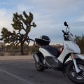Scooter and a Joshua Tree