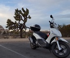 Scooter and a Joshua Tree
