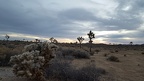 Joshua Tree