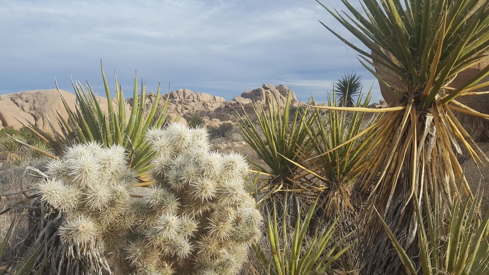 Cholla and Yucca.