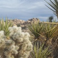 Cholla and Yucca