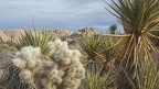 Cholla and Yucca