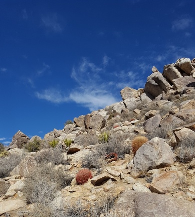 Desert Cacti