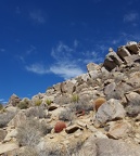 Desert Cacti