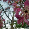 Flowering Tree