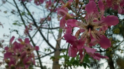 Flowering Tree