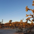 Yucca Valley