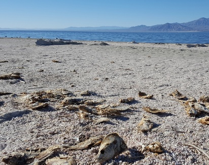 The Salton Sea