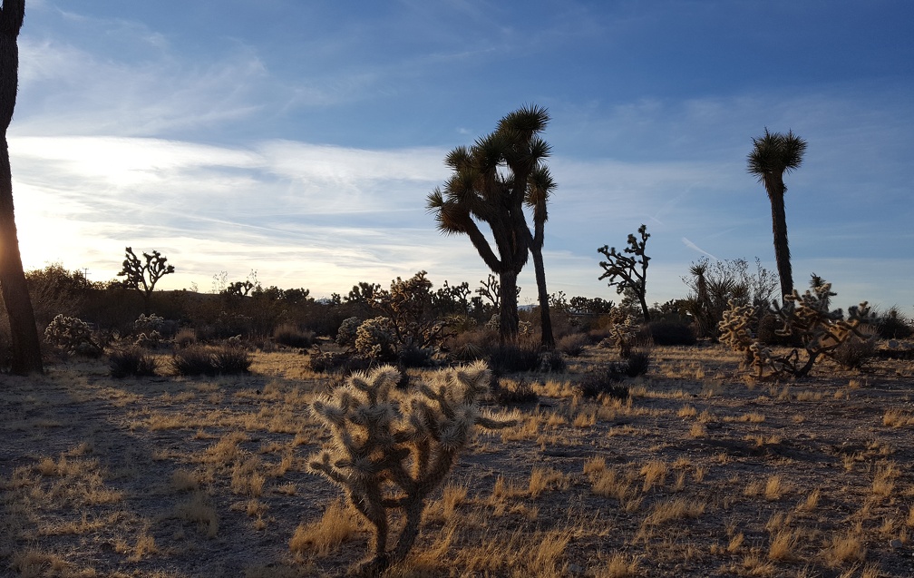 Yucca Valley