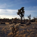 Yucca Valley